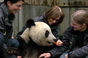 volunteer jobs in Bifengxia panda center
